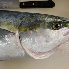 イナダ ワラサのしゃぶしゃぶ 釣り用 レシピ 作り方 By うつぼさん 楽天レシピ イナダ ワラサのしゃぶしゃぶ 釣り用 レシピ 作り方 By うつぼさん 楽天レシピ